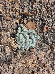 Odontarrhena obtusifolia