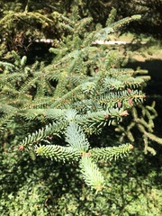 Abies pinsapo