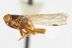 Melanoliarus franciscanus