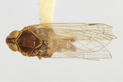 Melanoliarus franciscanus