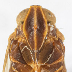 Melanoliarus franciscanus