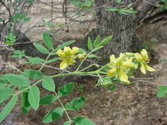 Senna villosa