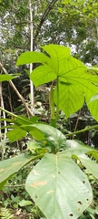 Cecropia distachya