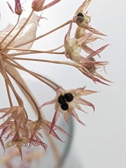 Allium fimbriatum