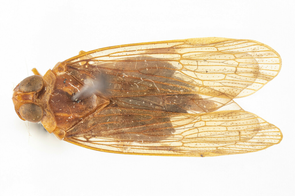 Mnemosyne beebei