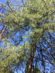 Pinus wallichiana