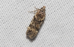Aroga elaboratella