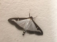 Cydalima perspectalis