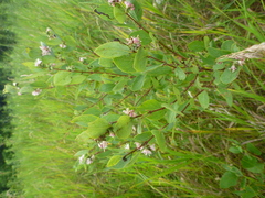 Caprifoliaceae