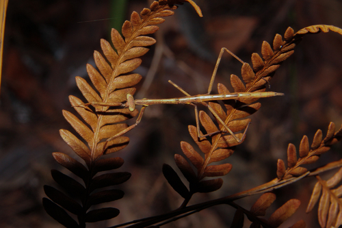 Australian Stick Mantis photo 5