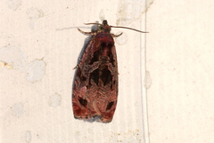 Olethreutes diallacta