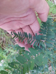 Vicia cassubica