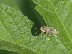 Lixus scrobicollis