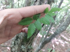Carpinus orientalis