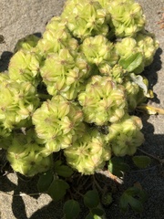 Glehnia littoralis