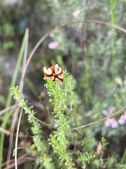 Jamesbrittenia albomarginata