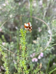 Jamesbrittenia albomarginata