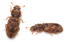 Synchita undata