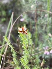 Jamesbrittenia albomarginata