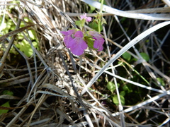 Stachys tenerrima