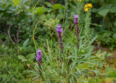 Liatris helleri