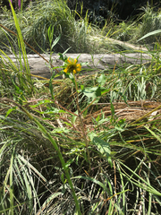 Bidens amplissima
