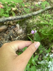 Platanthera grandiflora