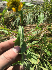 Bidens amplissima