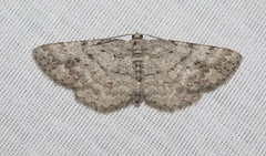 Pterotaea newcombi