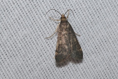 Loxostegopsis xanthocrypta