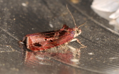 Olethreutes diallacta