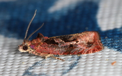 Olethreutes diallacta