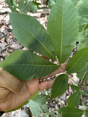 Carya carolinae-septentrionalis