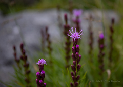 Liatris helleri