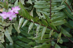 Dendrobium lancifolium