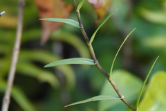 Dendrobium lancifolium