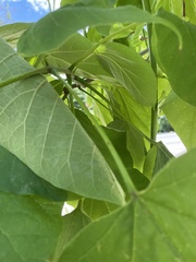 Catalpa bignonioides