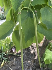 Catalpa bignonioides