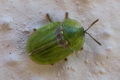 Cassida sanguinolenta