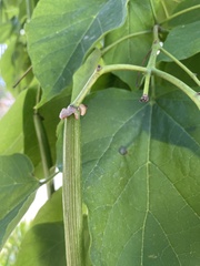 Catalpa bignonioides