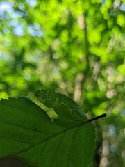 Stigmella lemniscella