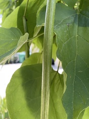 Catalpa bignonioides