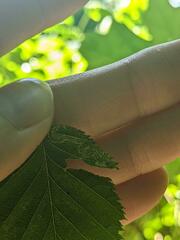 Stigmella lemniscella