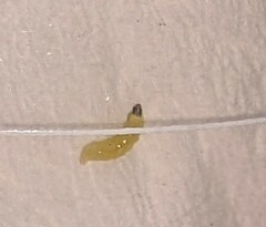 Stigmella lemniscella