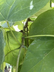 Catalpa bignonioides