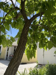 Catalpa bignonioides
