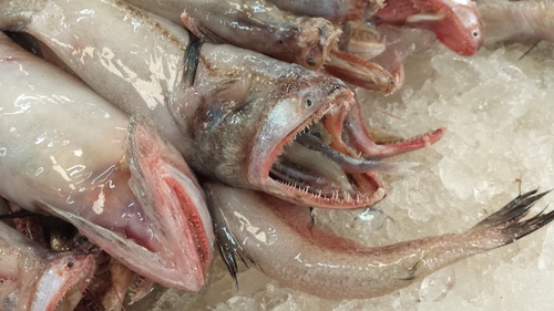 Bombay duck (Harpadon nehereus) — Synodontidae — 3