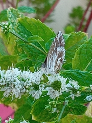 Cacyreus marshalli