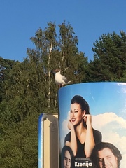 Chroicocephalus ridibundus