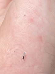 Leptothorax canadensis